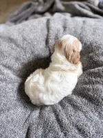Muffin, a female Cavapoo for sale in Nevada, MO – 3 of 3
