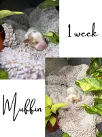 Muffin, a female Cavapoo for sale in Nevada, MO – 1 of 2