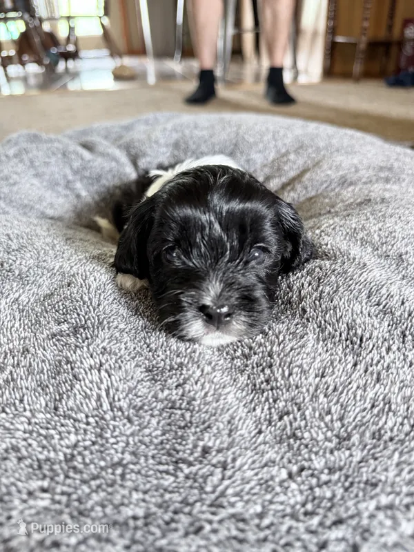 Dumpling  – Cavapoo puppy for sale in Nevada, MO