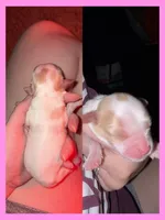 Muffin, a female Cavapoo for sale in Nevada, MO – 2 of 2