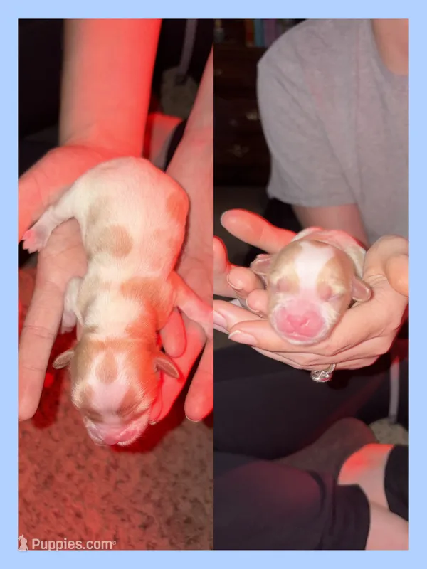 Peanut  – Cavapoo puppy for sale in Nevada, MO
