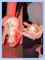 Peanut , a male Cavapoo for sale in Nevada, MO – 1 of 2