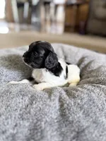 Sugar, a female Cavapoo for sale in Nevada, MO – 2 of 3