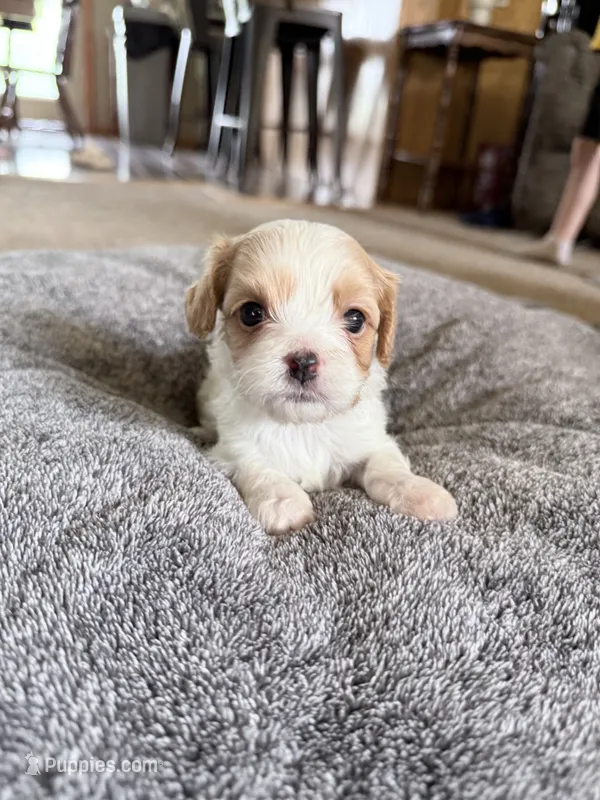 Truffle – Cavapoo puppy for sale in Nevada, MO