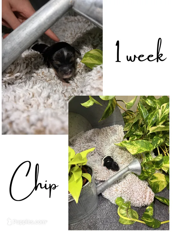 Chip – Cavapoo puppy for sale in Nevada, MO