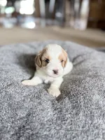Muffin, a female Cavapoo for sale in Nevada, MO – 2 of 3