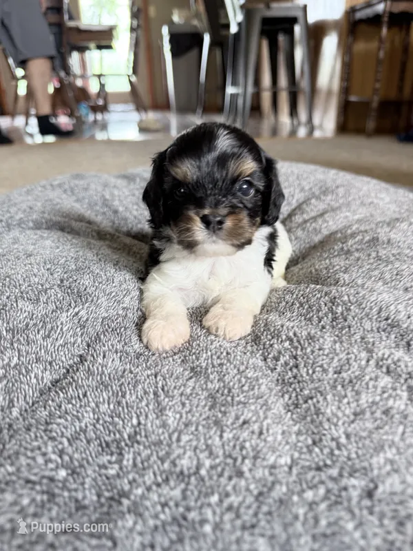 Chip – Cavapoo puppy for sale in Nevada, MO
