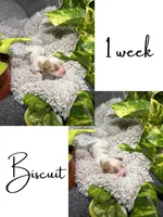 Biscuit, a male Cavapoo for sale in Nevada, MO – 2 of 2