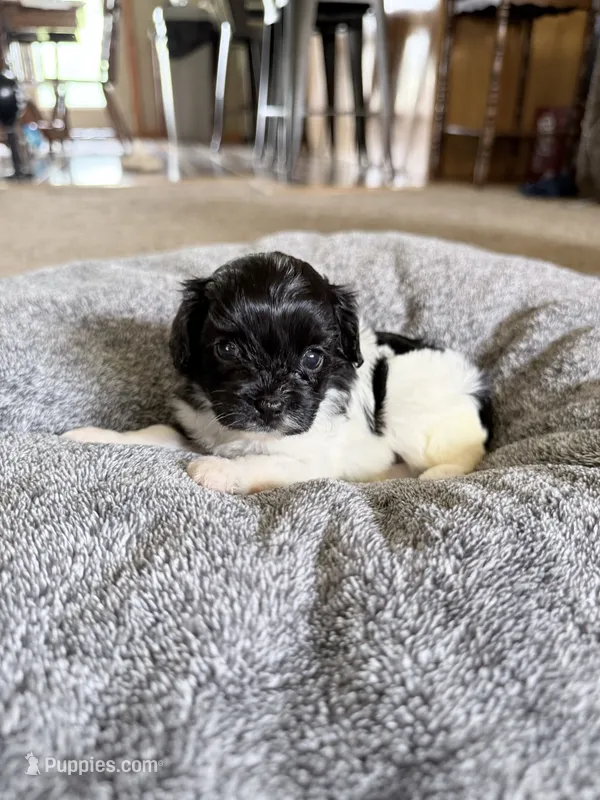 Sugar – Cavapoo puppy for sale in Nevada, MO