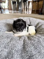 Sugar, a female Cavapoo for sale in Nevada, MO – 1 of 3