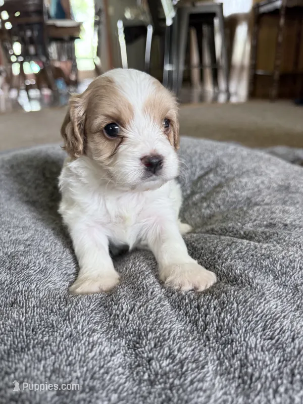 Biscuit – Cavapoo puppy for sale in Nevada, MO