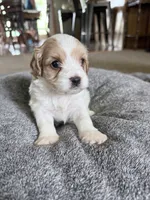 Biscuit, a male Cavapoo for sale in Nevada, MO – 1 of 3