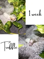 Truffle, a female Cavapoo for sale in Nevada, MO – 2 of 2