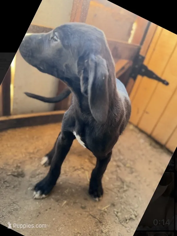 Puppy #5 – Great Dane, Great Pyrenees puppy for sale in Lancaster, CA