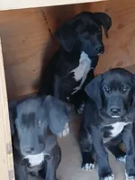Puppy #1, a male Great Dane and Great Pyrenees for sale in Lancaster, CA – 2 of 2