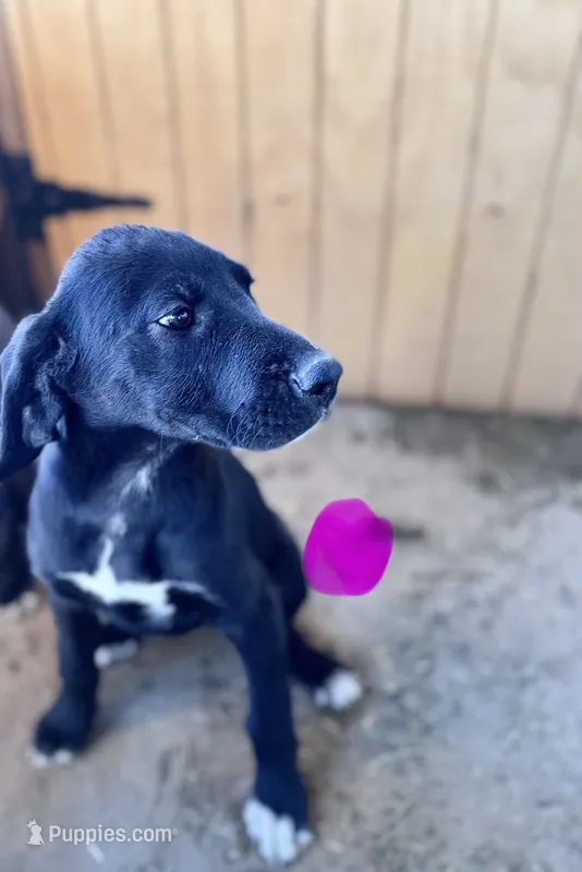 Puppy# 3 – Great Dane, Great Pyrenees puppy for sale in Lancaster, CA