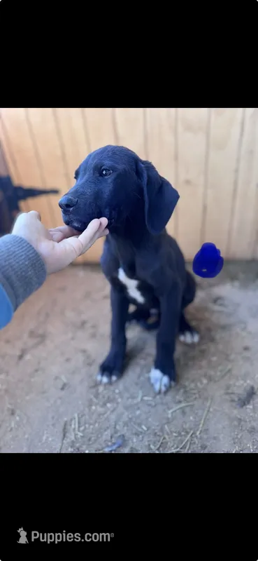 Puppy #2 – Great Dane, Great Pyrenees puppy for sale in Lancaster, CA