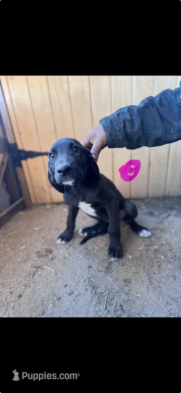 Puppy #4 – Great Dane, Great Pyrenees puppy for sale in Lancaster, CA