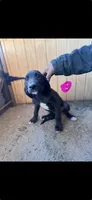 Puppy #4, a female Great Dane and Great Pyrenees for sale in Lancaster, CA – 1 of 2