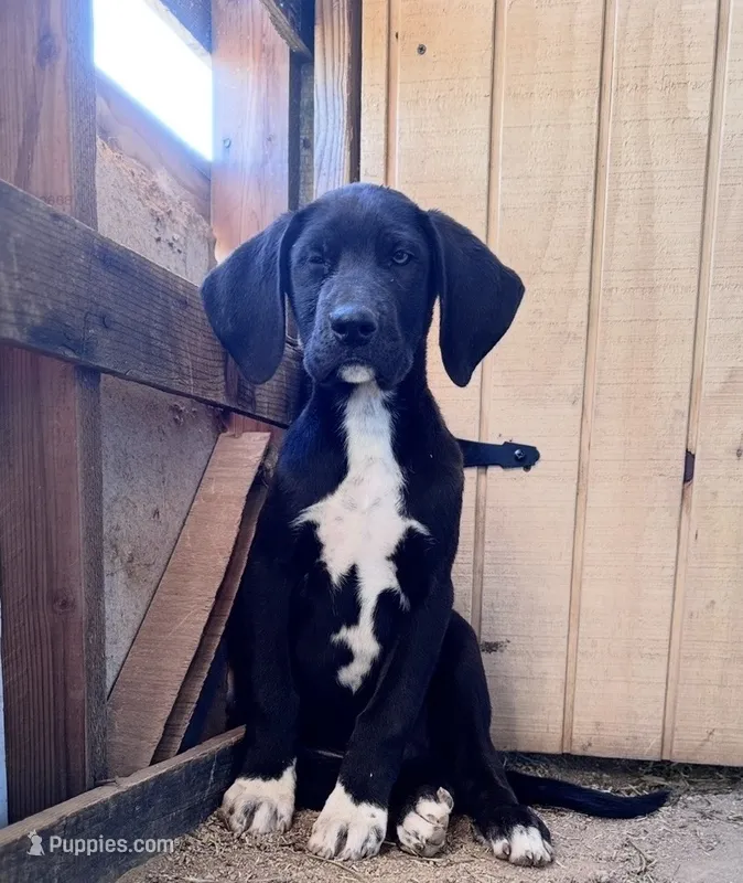Puppy #1 – Great Dane, Great Pyrenees puppy for sale in Lancaster, CA