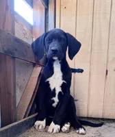 Puppy #1, a male Great Dane and Great Pyrenees for sale in Lancaster, CA – 1 of 2