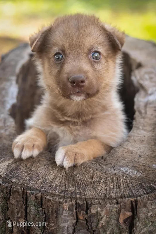 Fozzie, a male Border Collie and Alaskan Husky for sale in Columbus, WI – Photo 1 of 3