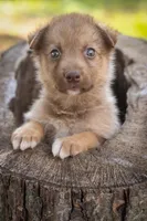 Fozzie, a male Border Collie and Alaskan Husky for sale in Columbus, WI – Photo 1 of 3
