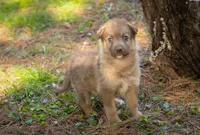 Fozzie, a male Border Collie and Alaskan Husky for sale in Columbus, WI – Photo 3 of 3