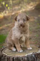 Fozzie, a male Border Collie and Alaskan Husky for sale in Columbus, WI – Photo 2 of 3