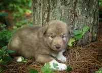 Sasha, a female Alaskan Husky for sale in Columbus, WI – 1 of 4