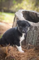 Jackson, a male Border Collie and Alaskan Husky for sale in Columbus, WI – Photo 4 of 6
