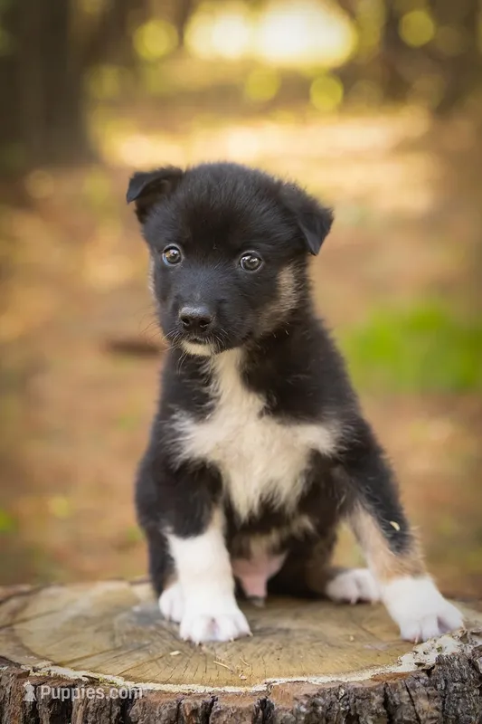 Jackson – Border Collie, Alaskan Husky puppy for sale in Columbus, WI