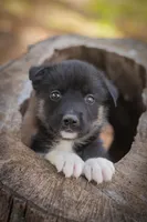 Jackson, a male Border Collie and Alaskan Husky for sale in Columbus, WI – Photo 3 of 6