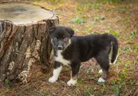 Jackson, a male Border Collie and Alaskan Husky for sale in Columbus, WI – Photo 2 of 6