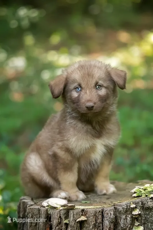 Yukon – Alaskan Husky puppy for sale in Columbus, WI