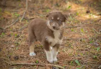 Tina, a female Border Collie and Alaskan Husky for sale in Columbus, WI – Photo 4 of 6