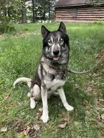 Tina, a female Border Collie and Alaskan Husky for sale in Columbus, WI – Photo 6 of 6