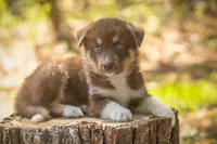 Tina, a female Border Collie and Alaskan Husky for sale in Columbus, WI – Photo 2 of 6