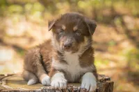 Tina, a female Border Collie and Alaskan Husky for sale in Columbus, WI – Photo 1 of 6