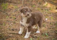 Tina, a female Border Collie and Alaskan Husky for sale in Columbus, WI – Photo 3 of 6