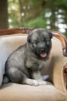 Keira, a female Alaskan Husky for sale in Columbus, WI – 2 of 4