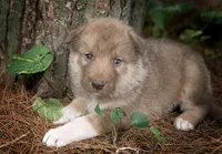 Rex, a male Alaskan Husky for sale in Columbus, WI – 3 of 4