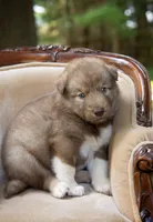 Sasha, a female Alaskan Husky for sale in Columbus, WI – 2 of 4