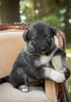 Hope, a female Alaskan Husky for sale in Columbus, WI – 1 of 5