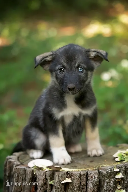 Hope – Alaskan Husky puppy for sale in Columbus, WI