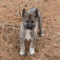 Merry, a female Alaskan Husky for sale in Columbus, WI – Photo 1 of 8