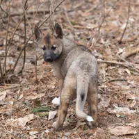 Merry, a female Alaskan Husky for sale in Columbus, WI – Photo 3 of 8