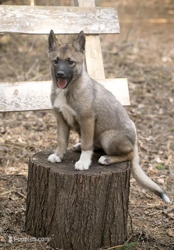 Merry – Alaskan Husky puppy for sale in Columbus, WI