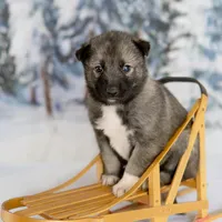 Merry, a female Alaskan Husky for sale in Columbus, WI – Photo 5 of 8