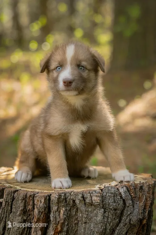 Sasha – Border Collie, Alaskan Husky puppy for sale in Columbus, WI